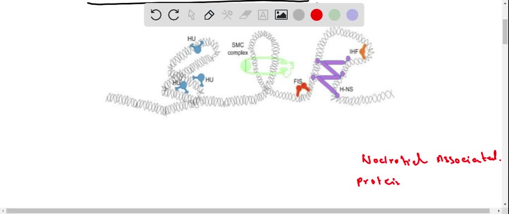 SOLVED A Bacterial Chromosome Consists Of A Protein DNA Complex In