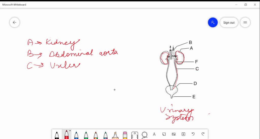 Solved In The Diagram Of Excretory System Of Human Beings Given Below