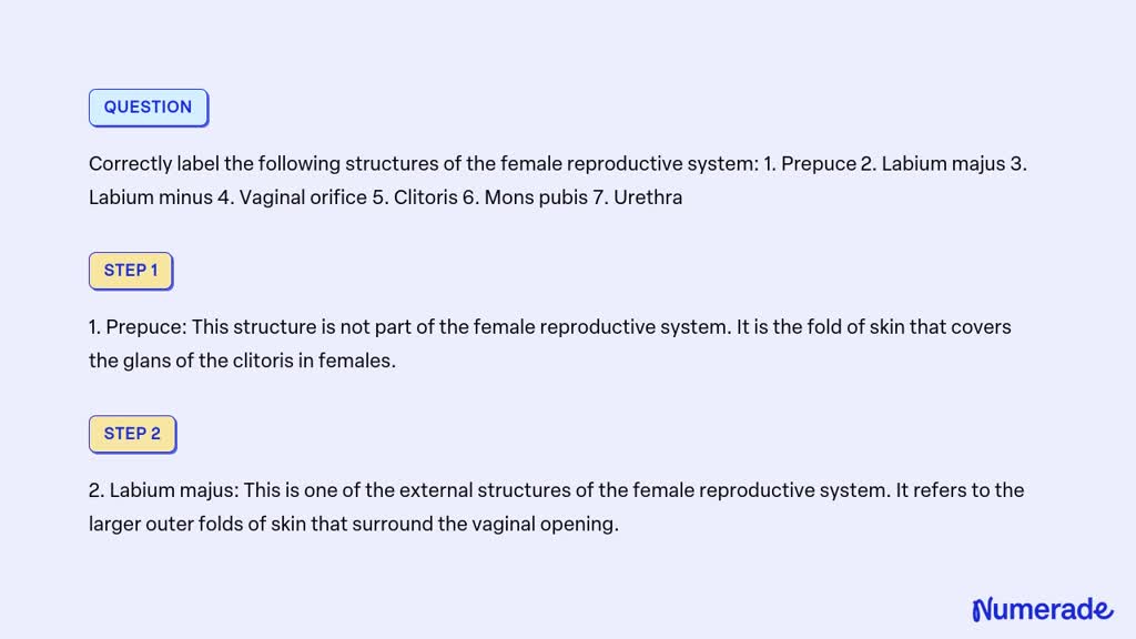 SOLVED Correctly Label The Following Structures Of The Female