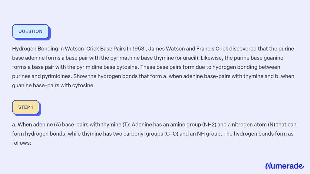 Solved Hydrogen Bonding In Watson Crick Base Pairs In James