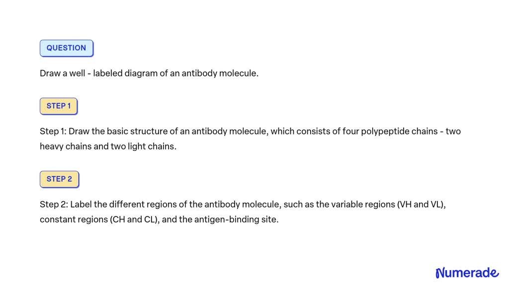 Solved Draw A Well Labeled Diagram Of An Antibody Molecule