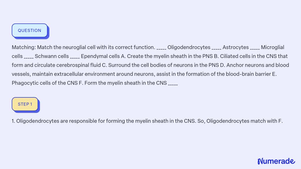 Solved Matching Match The Neuroglial Cell With Its Correct Function