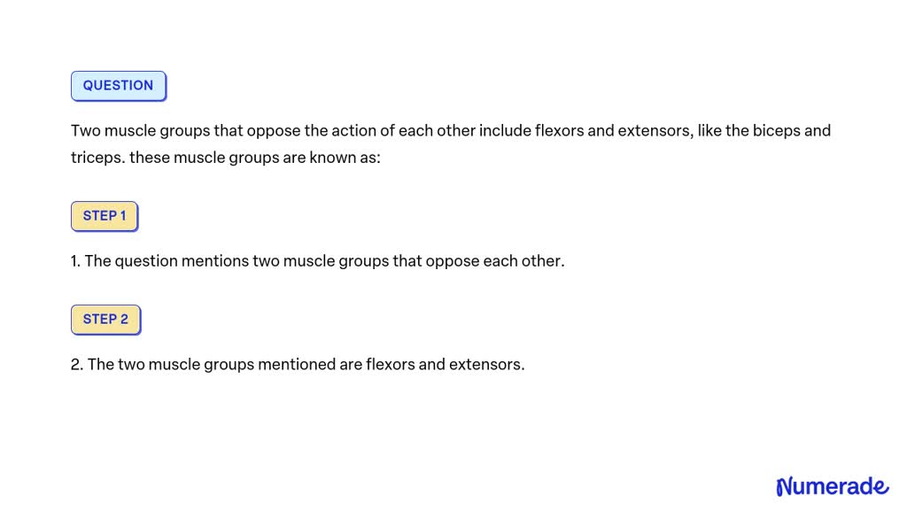 Solved Two Muscle Groups That Oppose The Action Of Each Other Include