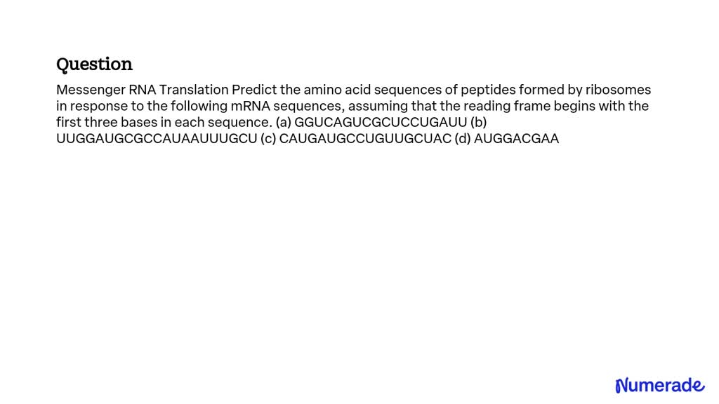 Solved Messenger Rna Translation Predict The Amino Acid Sequences Of