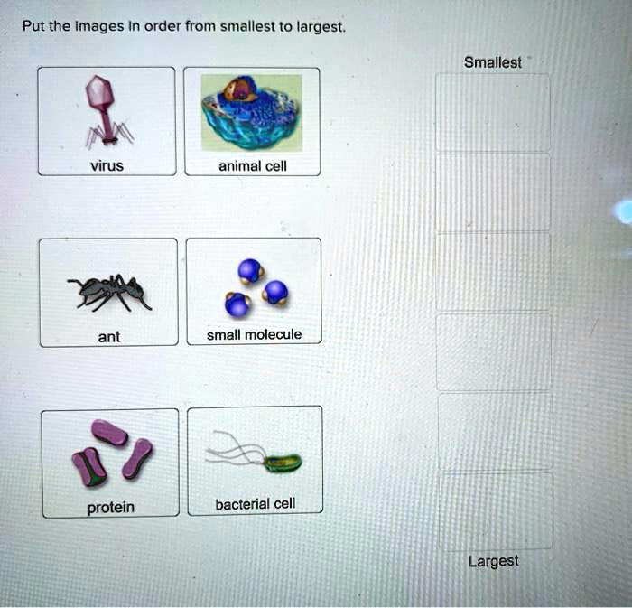 SOLVED: Put the images in order from smallest to largest Smallest virus animal cell small molecule protein bacterial cell Largest ant SOLVED: Put the images in order from smallest to largest Smallest virus animal cell small molecule protein bacterial cell Largest ant