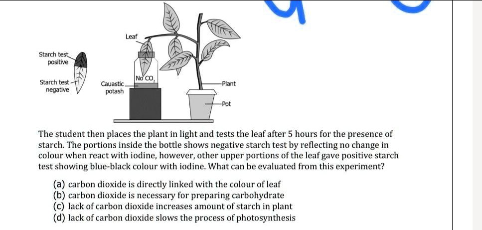 New method makes starch from CO₂ faster than plants can