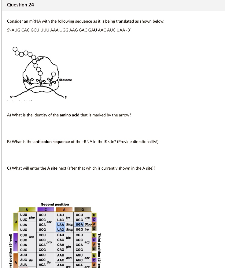 SOLVED: Consider an mRNA with the following sequence as it is being ...