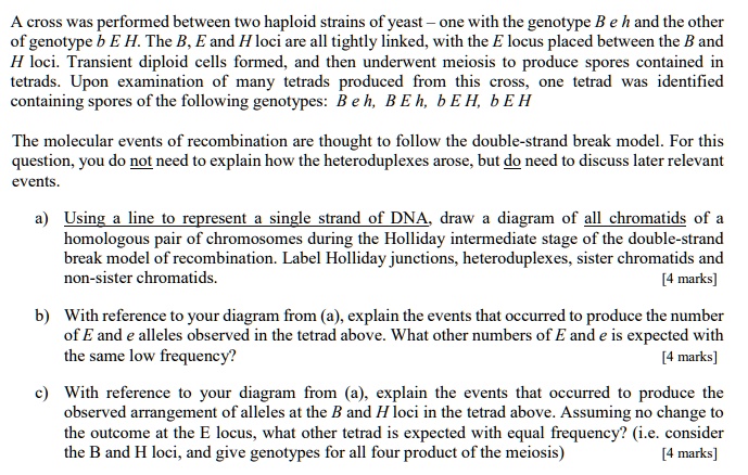 A cross was performed between two haploid strains of yeast – one with the genotype B e h and the other of genotype b E H. The B, E and H loci are all tightly linked, with the E locus placed between the B and H loci. Transient diploid cells formed, and then underwent meiosis to produce spores contained in tetrads. Upon examination of many tetrads produced from this cross, one tetrad was identified containing spores of the following genotypes: B e h, B E h, b E H, b E H

The molecular events of recombination are thought to follow the double-strand break model. For this question, you do not need to explain how the heteroduplexes arose, but do need to discuss later relevant events.

a) Using a line to represent a single strand of DNA, draw a diagram of all chromatids of a homologous pair of chromosomes during the Holliday intermediate stage of the double-strand break model of recombination. Label Holliday junctions, heteroduplexes, sister chromatids and non-sister chromatids.

b) With reference to your diagram from (a), explain the events that occurred to produce the number of E and e alleles observed in the tetrad above. What other numbers of E and e is expected with the same low frequency?

c) With reference to your diagram from (a), explain the events that occurred to produce the observed arrangement of alleles at the B and H loci in the tetrad above. Assuming no change to the outcome at the E locus, what other tetrad is expected with equal frequency? (i.e. consider the B and H loci, and give genotypes for all four product of the meiosis)