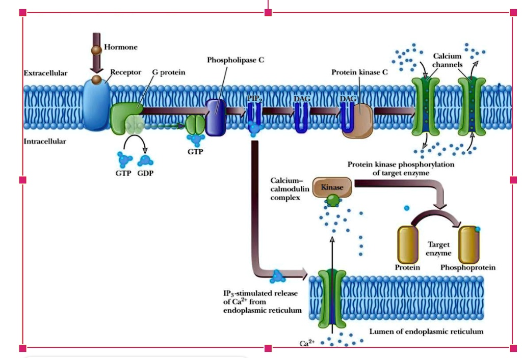 lipo c injection sites Lipo C and Tirzepatide: Safety and Clinical Evidence Review