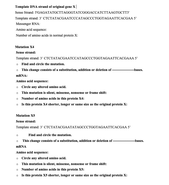 SOLVED: Template DNA strand of original gene X Sense Strand: 5 SOLVED: Template DNA strand of original gene X Sense Strand: 5