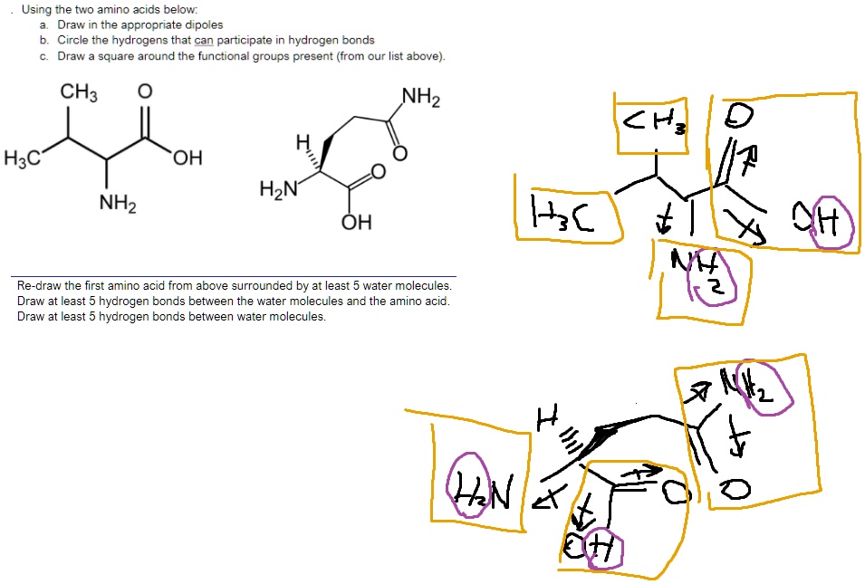 SOLVED Using the two amino acids below Draw in the appropriate