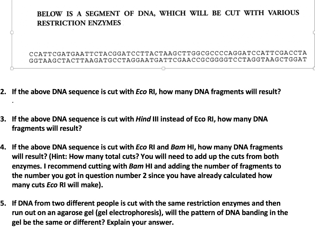 BELOW IS A SEGMENT OF DNA, WHICH WILL BE CUT WITH VARIOUS
RESTRICTION ENZYMES

CCATTCGATGAATTCTACGGATCCTTACTAAGCTTGGCGCCCCAGGATCCATTCGACCTA
GGTAAGCTACTTAAGATGCCTAGGAATGATTCGAACCGCGGGGTCCTAGGTAAGCTGGAT

2. If the above DNA sequence is cut with Eco RI, how many DNA fragments will result?

3. If the above DNA sequence is cut with Hind III instead of Eco RI, how many DNA
fragments will result?

4. If the above DNA sequence is cut with Eco RI and Bam HI, how many DNA fragments
will result? (Hint: How many total cuts? You will need to add up the cuts from both
enzymes. I recommend cutting with Bam HI and adding the number of fragments to
the number you got in question number 2 since you have already calculated how
many cuts Eco RI will make).

5. If DNA from two different people is cut with the same restriction enzymes and then
run out on an agarose gel (gel electrophoresis), will the pattern of DNA banding in the
gel be the same or different? Explain your answer.