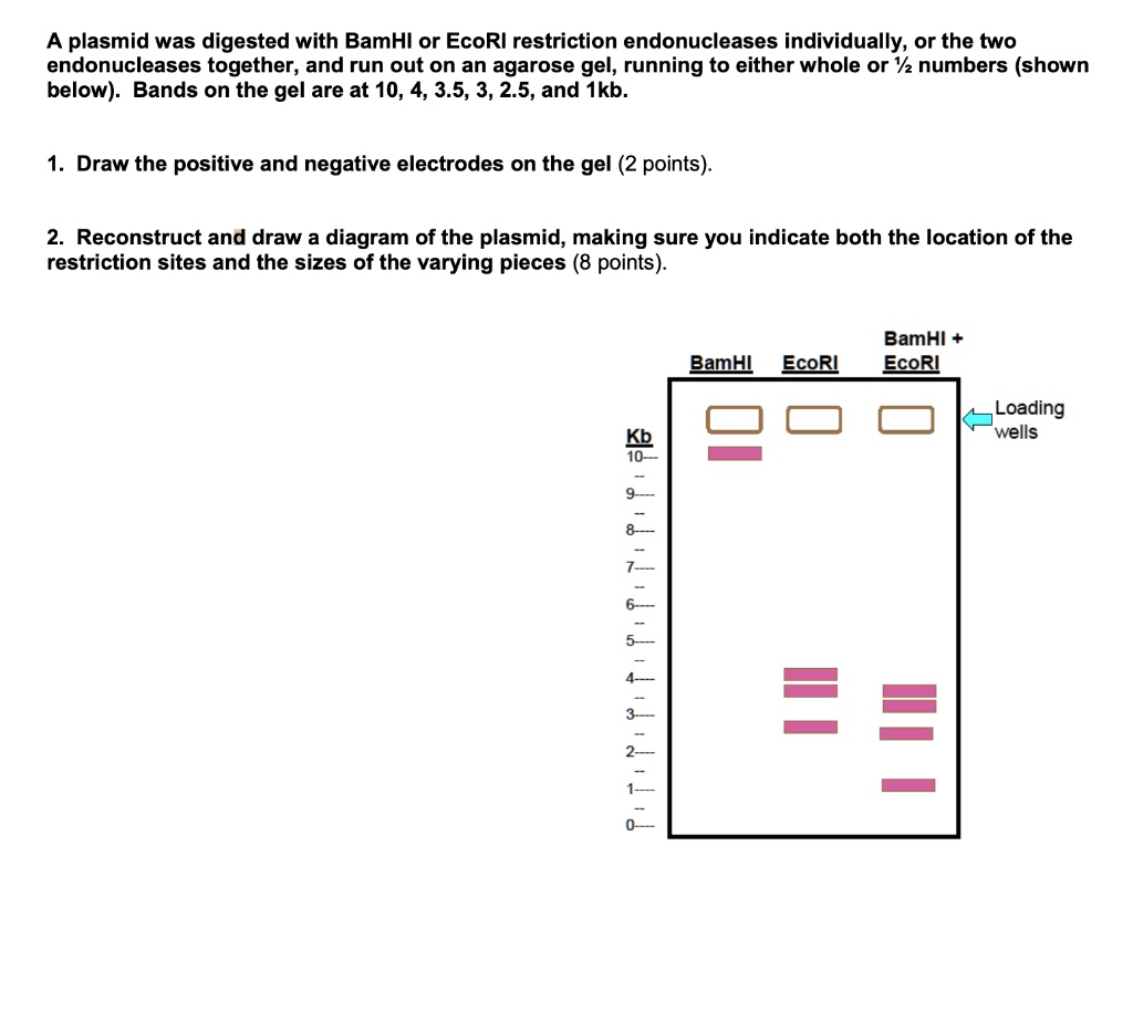 A plasmid was digested with BamHI or EcoRI restriction endonucleases individually, or the two endonucleases together, and run out on an agarose gel, running to either whole or ½ numbers (shown below). Bands on the gel are at 10, 4, 3.5, 3, 2.5, and 1kb.

1. Draw the positive and negative electrodes on the gel (2 points).

2. Reconstruct and draw a diagram of the plasmid, making sure you indicate both the location of the restriction sites and the sizes of the varying pieces (8 points).

BamHI EcoRI BamHI + EcoRI
Loading wells
Kb
10–
9–
8–
7–
6–
5–
4–
3–
2–
1–
0–