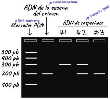 SOLVED: enme fcul DIVA AND de la escena DNA; del crimen Suspect % DNA ...