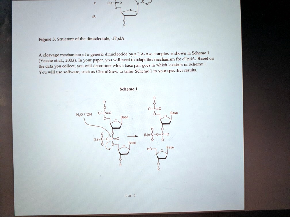 SOLVED Figure 3 . Structure of the dinucleotide; dTpdA A cleavage