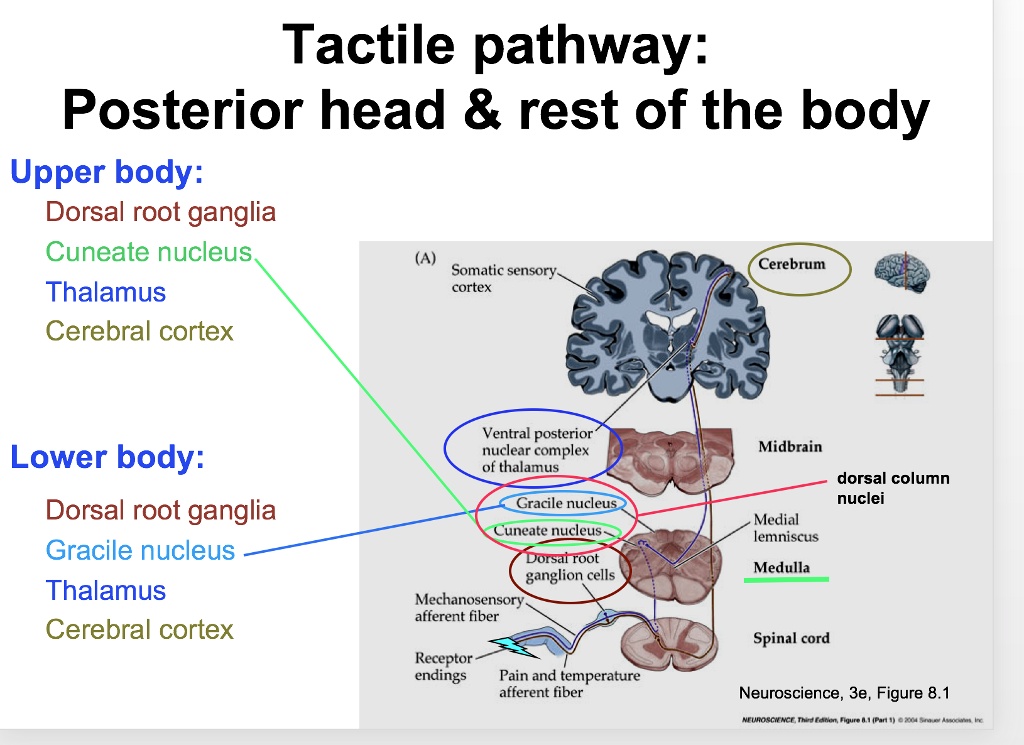 Tactile pathway: Posterior head rest of the body Upper body: Dorsal ...