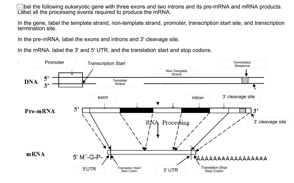 SOLVED: Bel The Following Eukaryotic Gene With Three Exons And Two ...