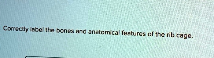 Correctly label the bones and anatomical features of the rib cage.