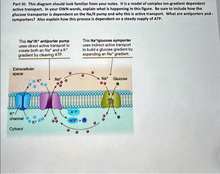Part III: This diagram should look familiar from your notes. It is a model of complex ion-gradient dependent active transport. In your OWN words, explain what is happening in this figure. Be sure to include how the glucose transporter is dependent on the Na/K pump and why this is active transport. What are antiporters and symporters? Also explain how this process is dependent on a steady supply of ATP.

This Na+/K+ antiporter pump uses direct active transport to create both an Na+ and a K+ gradient by cleaving ATP.

This Na+/glucose symporter uses indirect active transport to build a glucose gradient by expending an Na+ gradient.

Extracellular space
Na+
K+
Na+
Glucose
K+ channel
ATP
ADP
K+
Cytosol
