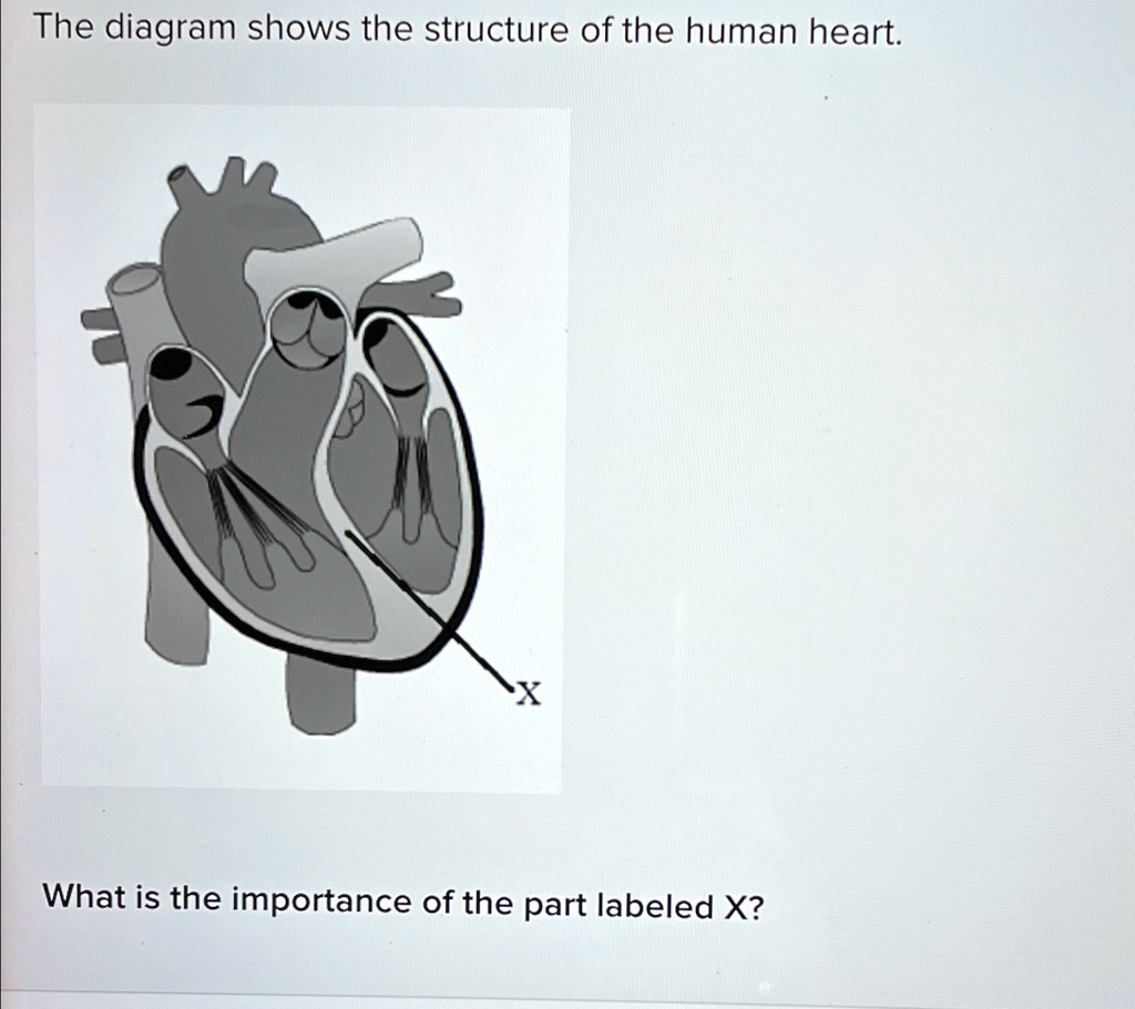 The diagram shows the structure of the human heart. What is the ...