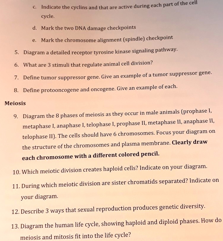 SOLVED each part of the cell Indicate the cyclins and that are active