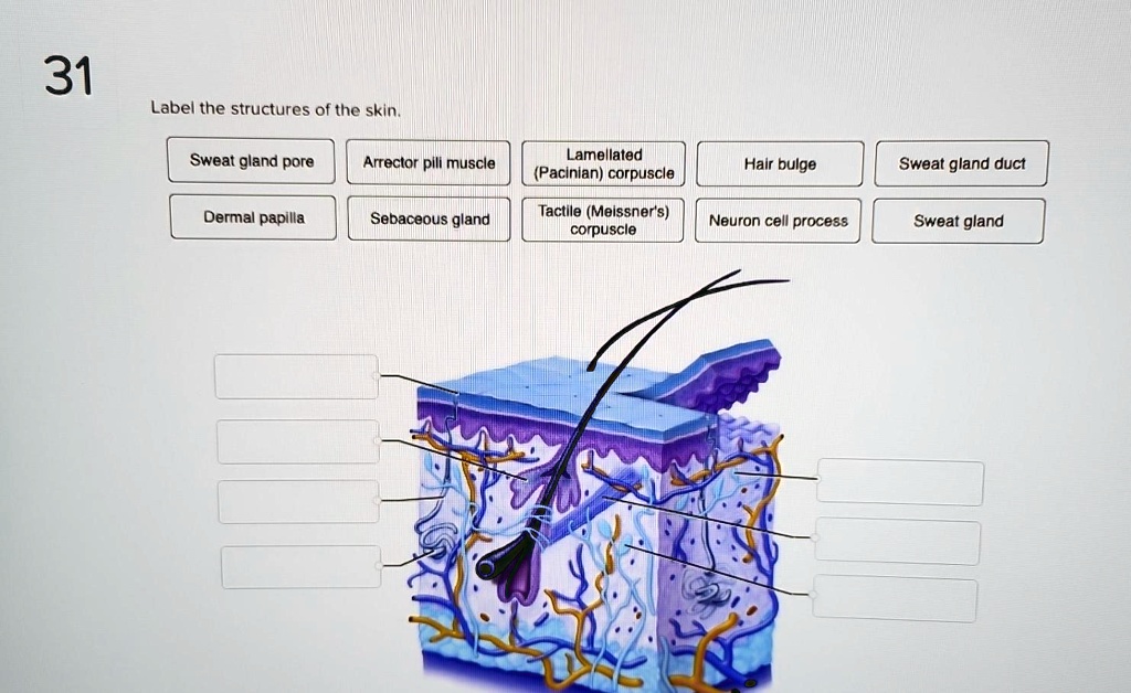 VIDEO solution: 31. Label the structures of the skin: - Sweat gland ...