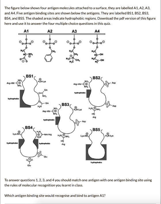SOLVED The figure below shows four antigen molecules attached to