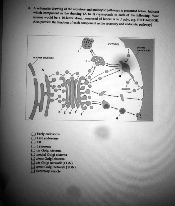 SOLVED:schematic drawing of the secretory and endocytic pathways ...