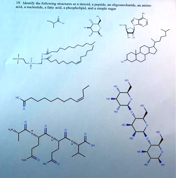 SOLVEDIdentify the following structures 5 steroid, peptide oligosaccharide . an amino acid