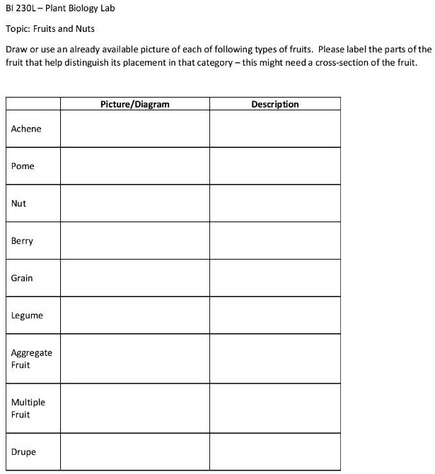 SOLVED: Bl 230L - Plant Biology Lab Topic: Fruits and Nuts Draw or use ...