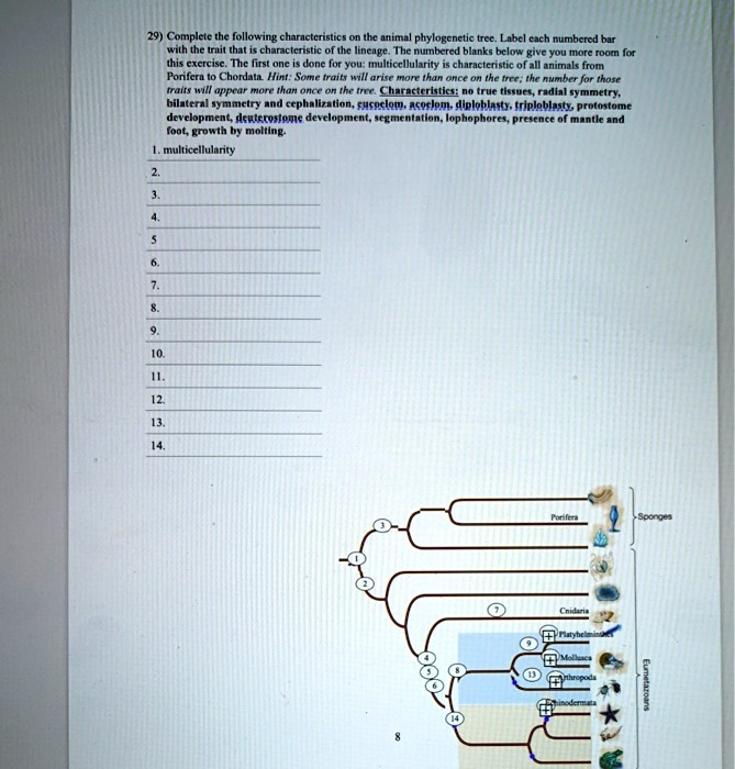 29) Complete the following characteristics on the animal phylogenetic tree. Label each numbered bar with the trait that is characteristic of the lineage. The numbered blanks below give you more room for this exercise. The first one is done for you: multicellularity is characteristic of all animals from Porifera to Chordata. Hint: Some traits will arise more than once on the tree; the number for those traits will appear more than once on the tree. Characteristics: no true tissues, radial symmetry, bilateral symmetry and cephalization, eucoelom, acoelom, diploblasty, triploblasty, protostome development, deuterostome development, segmentation, lophophores, presence of mantle and foot, growth by molting.
1. multicellularity
2.
3.
4.
5.
6.
7.
8.
9.
10.
11.
12.
13.
14.
Porifera
Sponges
Cnidaria
Platyhelminthes
Mollusca
Arthropoda
Echinodermata
Eumetazoans