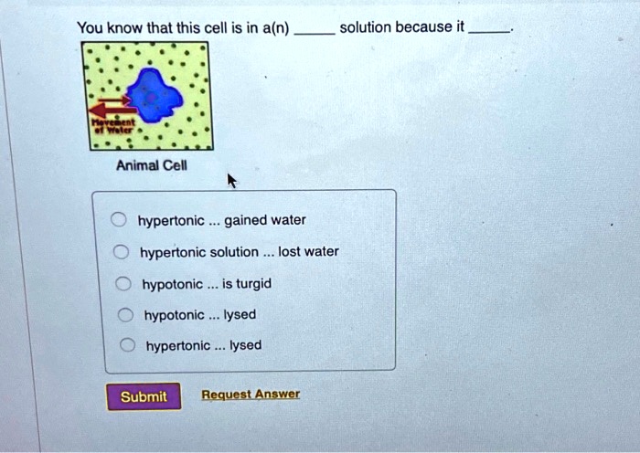 SOLVED: You know that this cell is in a(n) solution because it Animal Cell  hypertonic gained water hypertonic solution lost water hypotonic is turgid  hypotonic lysed hypertonic lysed Submit Request Answer