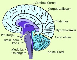 Cerebral Cortex
Corpus Callosum
Thalamus
Hypothalamus
Cerebellum
Pituitary
Brain Stem
Pons
Medulla Oblongata
Spinal Cord