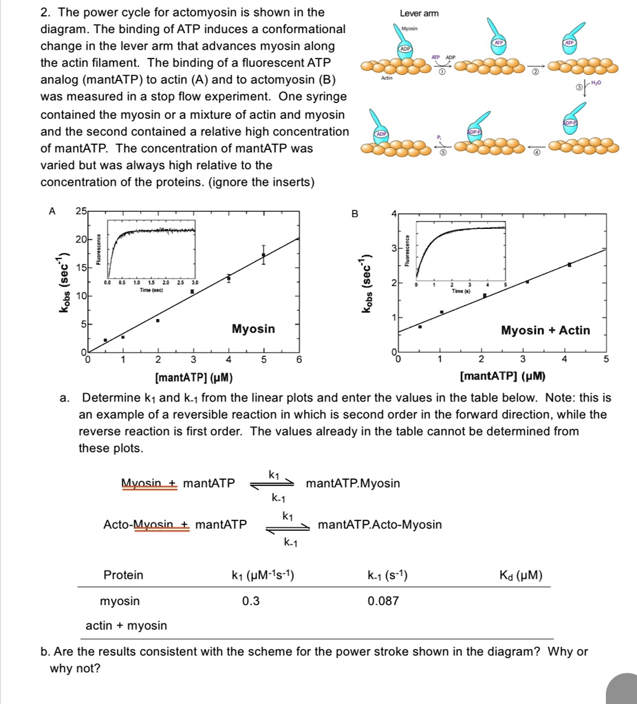 the power cycle for actomyosin is shown in the diagram the binding of ...