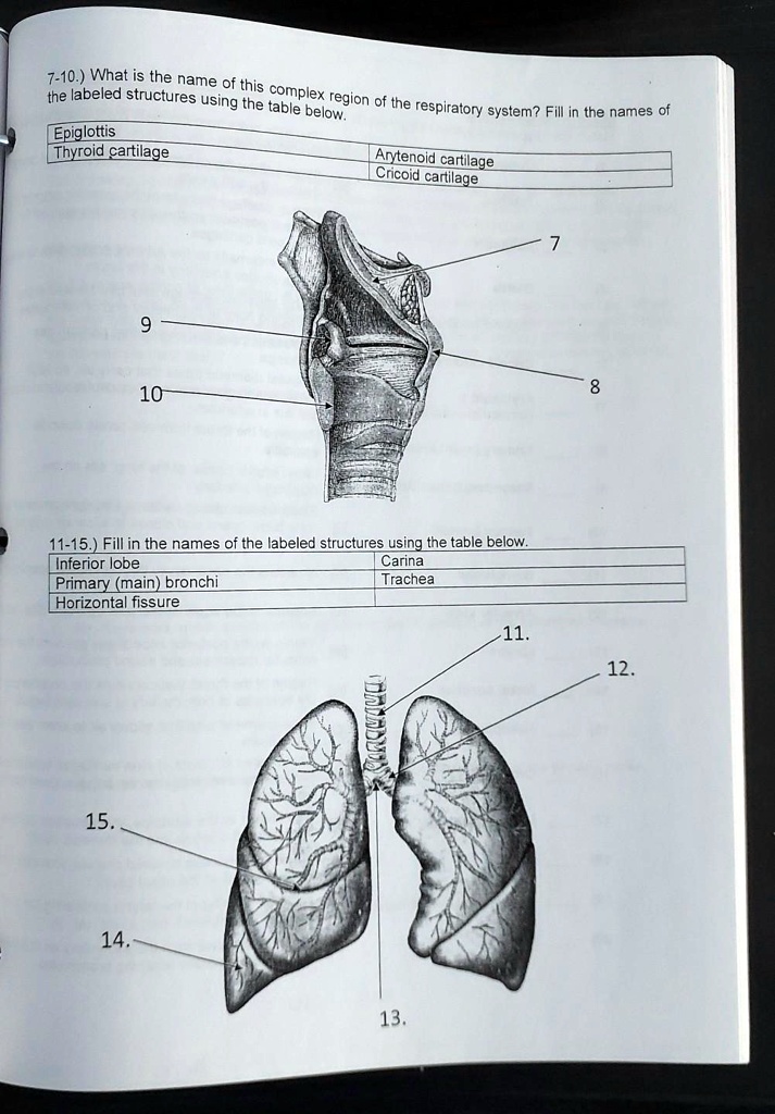 SOLVED: What is the name of the complex region of the respiratory ...