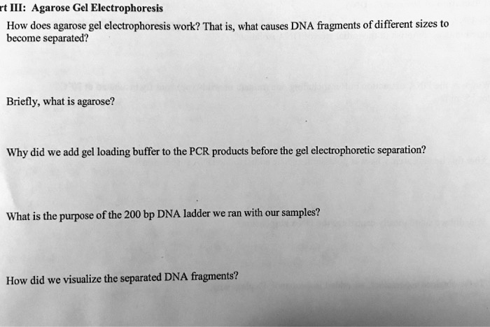 Part III: Agarose Gel Electrophoresis
How does agarose gel electrophoresis work? That is, what causes DNA fragments of different sizes to
become separated?
Briefly, what is agarose?
Why did we add gel loading buffer to the PCR products before the gel electrophoretic separation?
What is the purpose of the 200 bp DNA ladder we ran with our samples?
How did we visualize the separated DNA fragments?