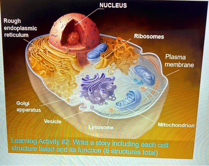 SOLVED: NUCLEUS Rough endoplasmic reticulum Ribosomes Plasma membrane ...