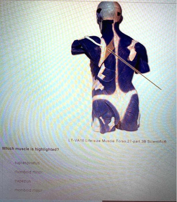 SOLVED: LT-VA16 Life-size Muscle Torso. 27-part. 3B Scientific Which ...