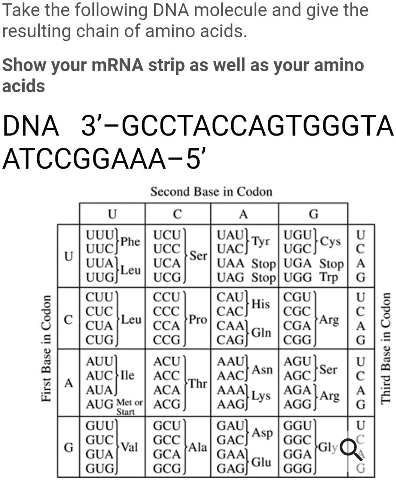 Solved Асс UUG AGA UUA AGG AGU GCA CGA CCA UCA ACA GUA GCC