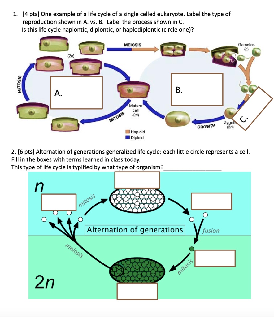 SOLVED[4 pts] One example of a life cycle of a single celled eukaryote