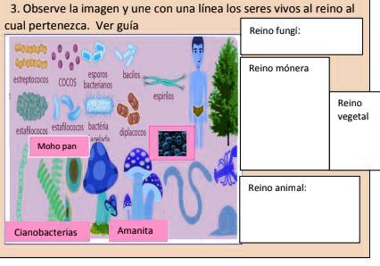 SOLVED: ayudenme es escriibir en cada grupio que va plis ayudenmeeee ...