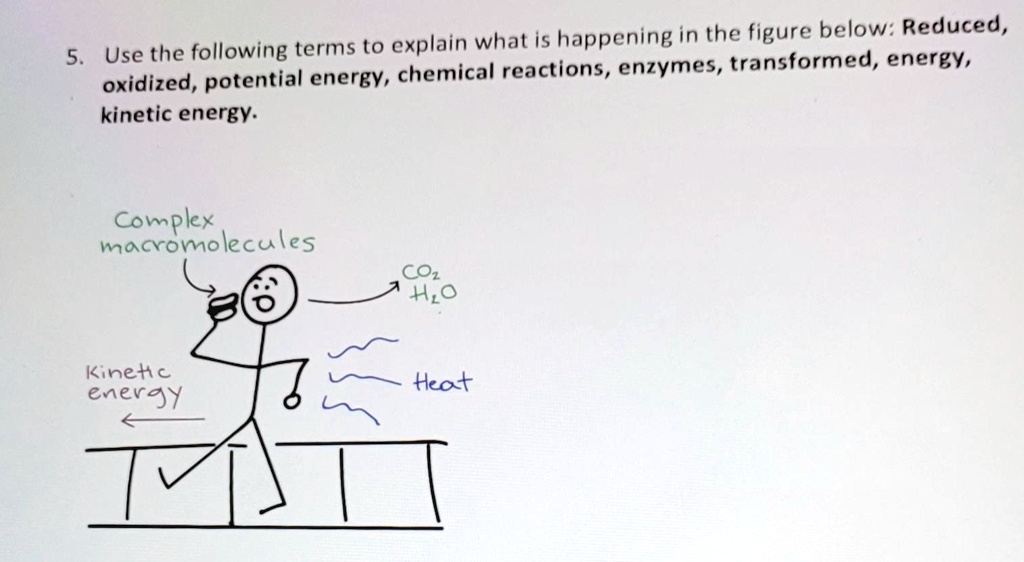 5. Use the following terms to explain what is happening in the figure below: Reduced,
oxidized, potential energy, chemical reactions, enzymes, transformed, energy,
kinetic energy.
Complex
macromolecules
CO2
H2O
Kinetic
energy
Heat