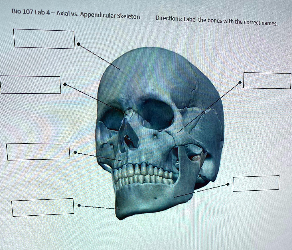 SOLVED: 'Bio 107 Lab 4 - Axial Vs. Appendicular Skeleton Directions ...