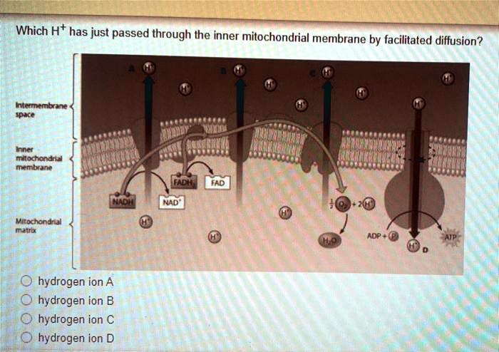 [GET ANSWER] Which H+ has just passed through the inner mitochondrial ...