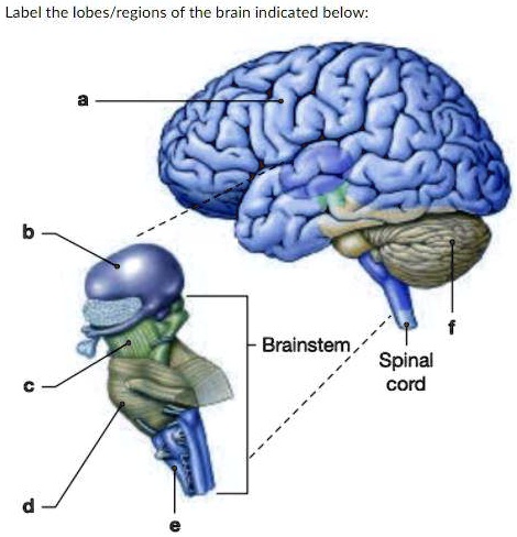 SOLVED: Label the lobes/regions of the brain indicated below ...