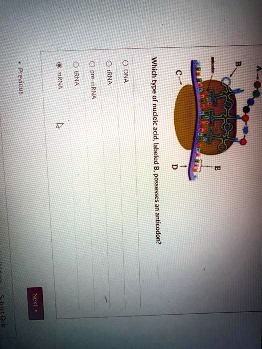 SOLVED Which 3 nucleic acids, labeled sassafras, contain an anticodon