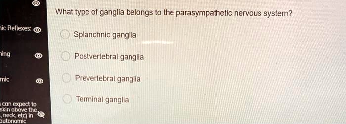What type of ganglia belongs to the parasympathetic nervous system?
Splanchnic ganglia
Postvertebral ganglia
Prevertebral ganglia
Terminal ganglia