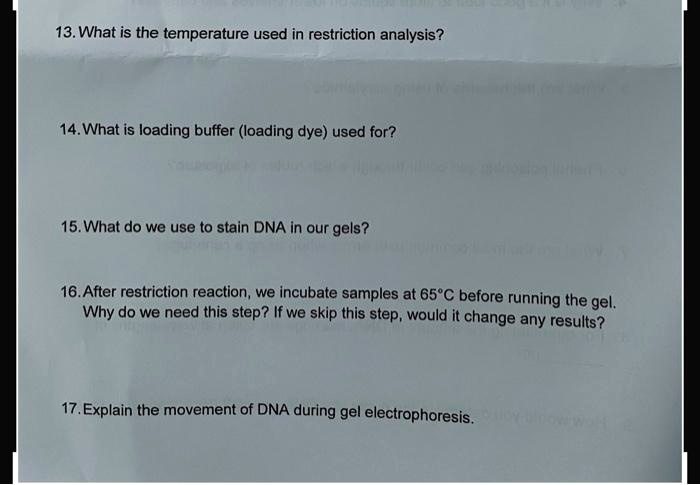 13. What is the temperature used in restriction analysis?
14. What is loading buffer (loading dye) used for?
15. What do we use to stain DNA in our gels?
16. After restriction reaction, we incubate samples at 65°C before running the gel.
Why do we need this step? If we skip this step, would it change any results?
17. Explain the movement of DNA during gel electrophoresis.