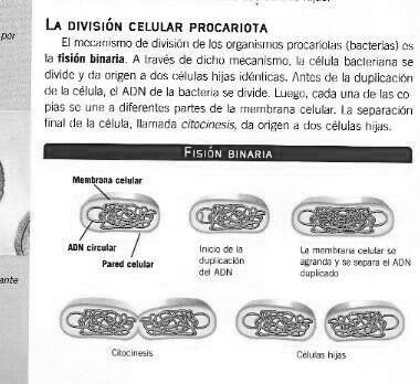 bacterias de fisión binaria