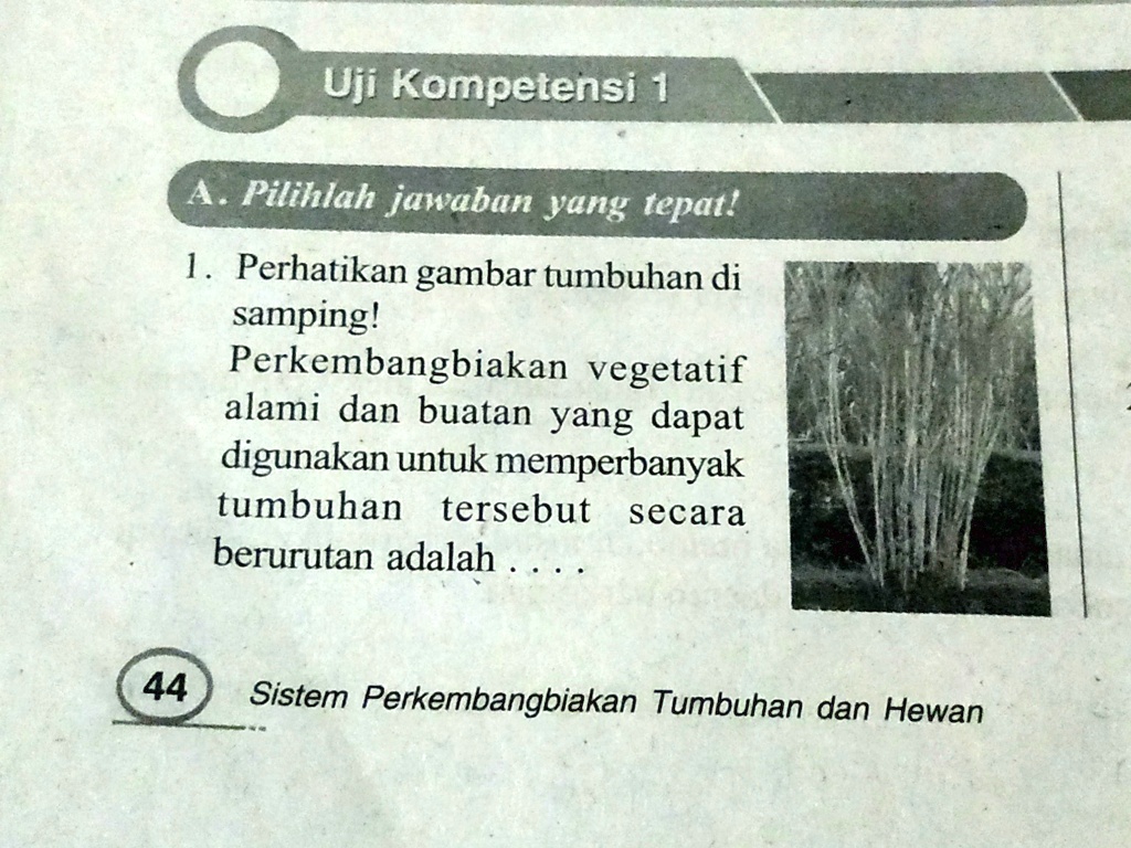 SOLVED: Perhatikan Gambar Tumbuhan Berikut. Perkembangbiakan Vegetatif ...